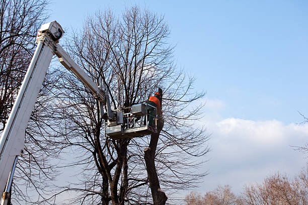 Best Hazardous Tree Removal  in USA